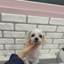 착한언니 애견살롱 이미지