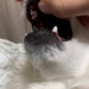 호담동물병원 | 강아지 이빨 부러짐, 송곳니 발치비용 후기 [호담동물병원]