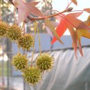 미국 풍나무[Sweetgum] 열매 이미지