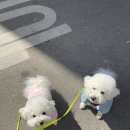 이뿌개 귀엽개 이미지