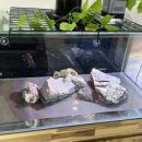 크레풋&에코트레일