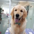 늘안아줄개 이미지