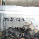 영봉다원 이미지