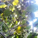 다래실천 이미지