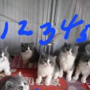 Premium 먼치킨 이미지