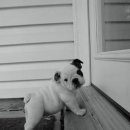 멍이와냥이네 이미지