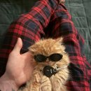 뽀송캣 | [양주고양이분양] 도레미캣 다산점에서 건강한 먼치킨 만났어요💕