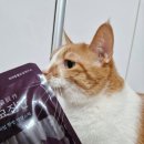 반려동물보감연구소 이미지