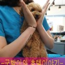 더조은동물의료센터 이미지