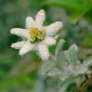 에델바이스 이미지