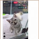 광주강아지분양 고양이분양 24시 데려가개본점 | 광주고양이분양 따뜻한 반려생활 시작한 행복한 이야기