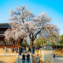 2025 대한민국대표명시선 시, 디카시, 시조 원고 / 김덕훈 작가 이미지