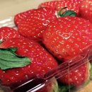 싱싱딸기 이미지