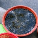 꽃사슴 민박 이미지