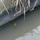 황금물결 | 2025 김포 보구곶리 황금물결 들녘 걷기 행사 후기