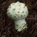 흰오뚜기광대버섯 이미지