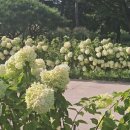 한강시민공원(한강둔치꽃단지) 이미지