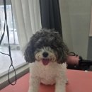 도도하개 이미지