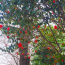 호근서호로 이미지