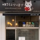 마이러브캣