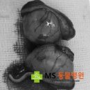 MS동물병원 이미지
