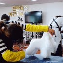 프란다스애견 이미지