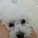 우리 아지랑 백화점 다녀왔어요! ^^ 그 유명한 <b>폴리파크</b>요!