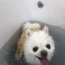 우주펫애견미용 이미지