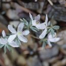 변산바람꽃 Eranthis byunsanensis B.-Y.Sun 종 이미지