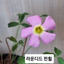 사랑초 라운디드 핀휠 이미지