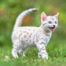 착한 고양이 이미지