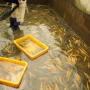 황쏘가리 이미지