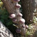 유기농장 이미지