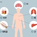 우리 몸에서 가장 무거운 신체 기관은? 이미지