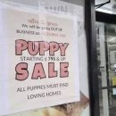 펫 온 - Pet on 이미지