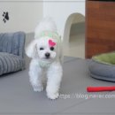 댕댕이 살롱 이미지