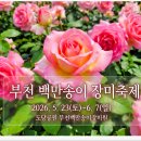 세븐일레븐부천전원마을점 | 5월의 장미의여왕! 부천 백만송이 장미축제 주차 정보 꿀팁