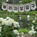 유구터미널 | 대전 공주여행 유구 색동수국정원 꽃구경 후기 7월 가볼만한 곳