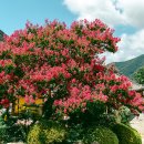 표충사주차장 이미지