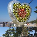 방아머리공원(솔밭) 이미지