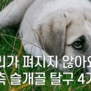 24시 대전동물의료센터 이미지