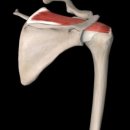 휘트니스 휴 이미지