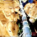 녹색한우농장 이미지