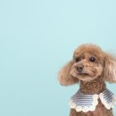 몽그라피 이미지