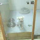 애견호텔 이미지