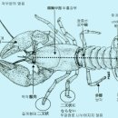 가재의 생물학 - 가재의 形態分類(형태분류), 系統進化(계통진화)_1 이미지