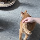 일요일엔 렛츠고 츄르타임~~ 이미지