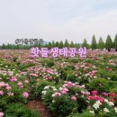 세계모란공원 | 경남 작약 명소 합천 핫들생태공원 주차 개화 현황