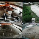 영암흑염소 이미지