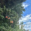 시골별장 | 안양 관악별장 - 풀 속 힐링카페 주차 및 말차 티라미수 후기